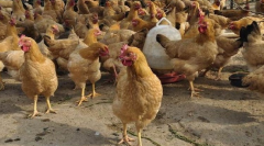 生物菌除臭帮助鸡场解决恶臭问题